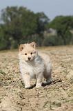 CHIEN FINNOIS DE LAPONIE 309